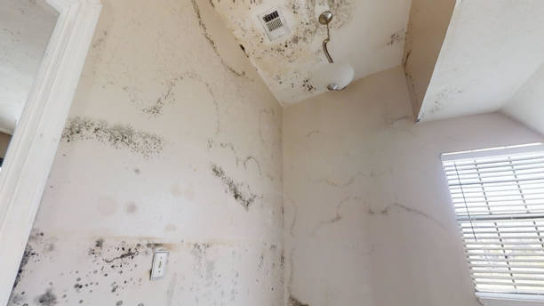 Best Air Quality Testing for Mold Spores  in West Grove, PA