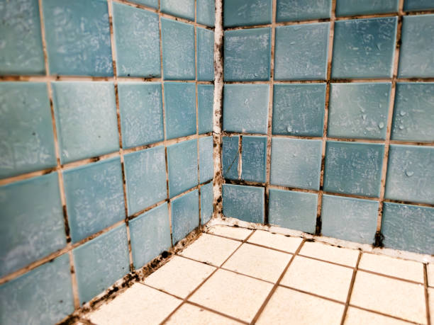 Best Forensic Mold Investigation  in West Grove, PA