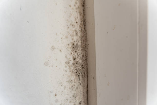 Best Real Estate Mold Inspection  in West Grove, PA